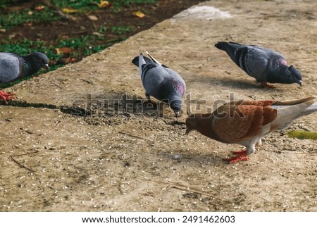 A flock of purebred pigeons in the park is eating rice. Brown and black pigeons are feeding on the ground. Garden pigeons