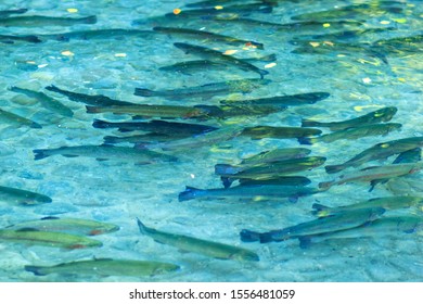 Flock Of Rainbow Trout Fish In Artificial Pond. Growing Fishes In Clean Water Outdoors In Park Or Aqua Farm