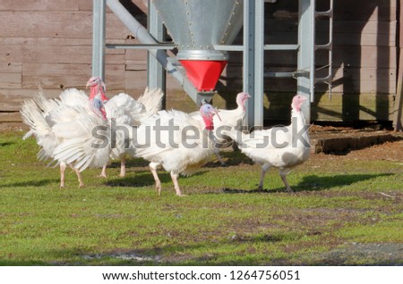 A flock of  rare White Holland turkeys that were originally bred in Mexico during the Aztec period. 