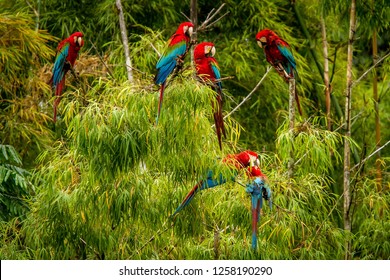 Flock of red parrots sitting on branches. Macaw flying, green vegetation in background. Red and green Macaw in tropical forest, Brazil, Wildlife scene from tropical nature. Birds in the forest.