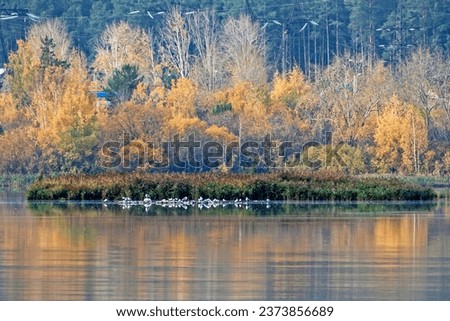 A flock of river gulls sits on a riverbank on an autumn day
