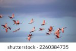 Flock of Roseate Spoonbills flying in a partly cloudy blue sky over Myakka River State Park in Sarasota FLorida USA