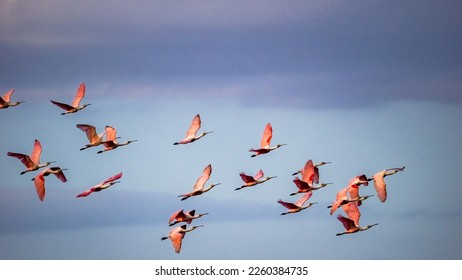 Flock of Roseate Spoonbills flying in a partly cloudy blue sky over Myakka River State Park in Sarasota FLorida USA