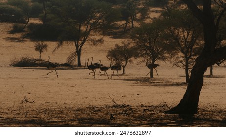 Flock of running adult ostriches Struthio camelus on red sand of Kalahari Desert - Powered by Shutterstock