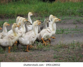 The flock of the running gooses.