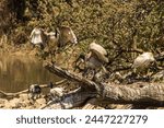 A flock of sacred Ibises displaying among each other at a small birding dam in the Witwatersrand Botanical Gardens in South Africa
