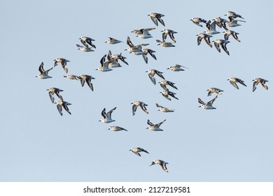 a flock of sanderling flight