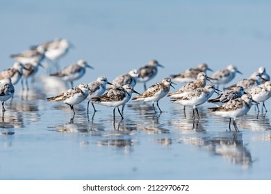 a flock of sanderling in japan
