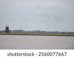 Flock of sandpiper wading birds flying above the water with Norfolk Broads wetlands and an old wind pump house in the background