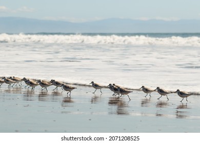 A flock of sandpiper wading water birds running on a beach in Santa Cruz, California