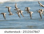 flock of sandpipers flying with the ocean in the background