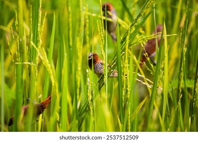 A flock of scaly-breasted munia birds perched on wild green grass - Powered by Shutterstock