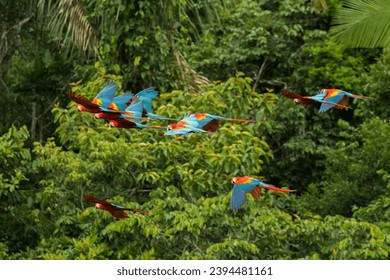 Bloque de garrapatas escarlatas y rojas y verdes volando en la selva amazonas en el Parque Nacional ManuPerú cerca de lino de arcilla chuncho en Tambopata