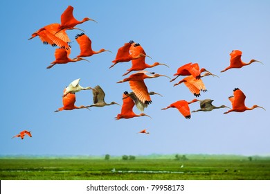 Flock Of Scarlet And White Ibises In Flight Above Green Meadow With Blue Sky Background (flying Birds) (bids In The Sky)