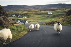 A Flock Of Scottish Blackface Sheep, Ewes On A Single Track Road At West Coast Of The Isle Of Skye. Scotland UK. Typical Scottish Island Scene. Horizontal, Landscape