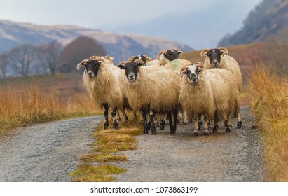 A flock of Scottish Blackface sheep, Ewes on a single track road at Lochbuie on the Isle of Mull, Scotland UK.  Typical Scottish Island scene. Horizontal, Landscape