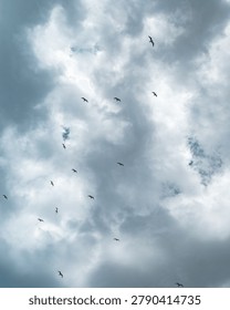 Flock of seabirds flying through dramatic cloudy sky. Atmospheric cloudscape with soft blue and gray tones, freedom concept, natural background with copy space.