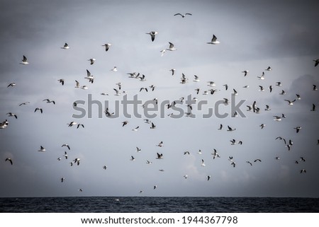 a flock of seabirds flying together over the ocean