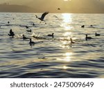 A flock of seabirds is seen swimming and flying over a tranquil lake at sunset.