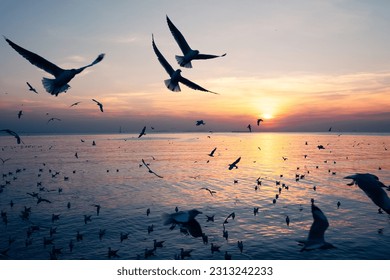Flock of seagull birds flying at the ocean with beautiful sunset. Hope concept. Don’t