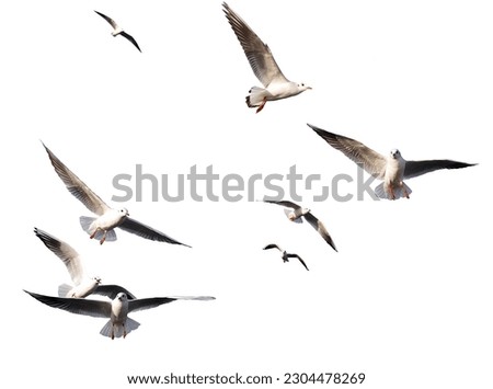 flock seagull birds flying on white background