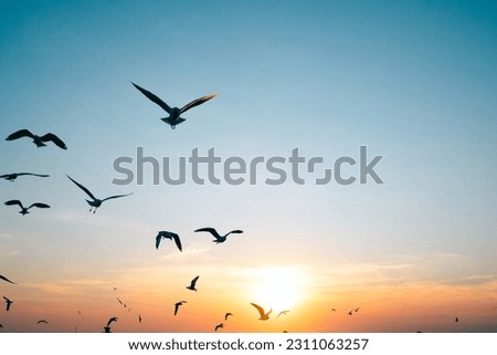Flock of seagull birds flying on the sky with beautiful sunset