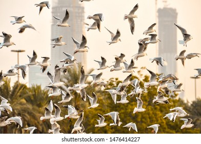 Flock Of Seagull Birds Landing And Eating Food In A Parking Lot By The Trees In Abu Dhabi, United Arab Emirates