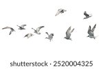 Flock of seagull flying isolated on white background.