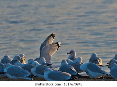 a flock of seagulls