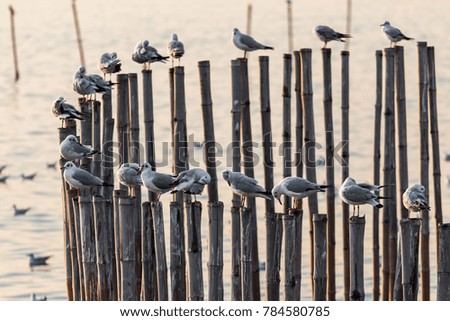 a flock of seagulls