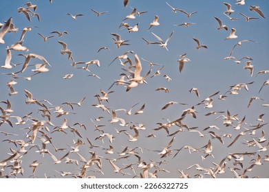 Flock of seagulls, birds fly in blue sky above garbage dump.