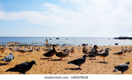A flock of seagulls, birds, on the sandy shore near the water against the horizon and blue sky with clouds - Shutterstock ID 1483378418