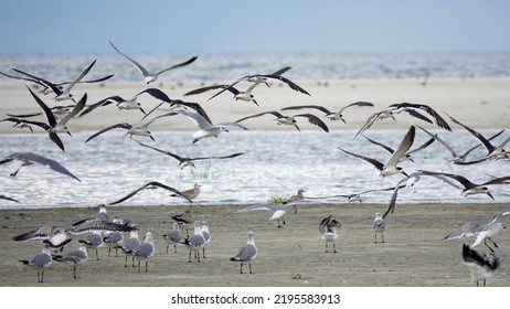                          Flock of seagulls and black skimmers taking flight at Fish Haul Beach on Hilton Head Island. Birds fill the photo with sand and water as the background.      - Powered by Shutterstock