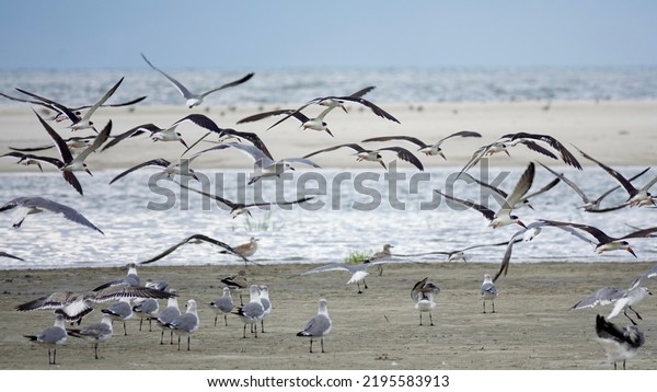        \
                 Flock of seagulls and black skimmers taking flight\
at Fish Haul Beach on Hilton Head Island. Birds fill the photo with\
sand and water as the background.    \
