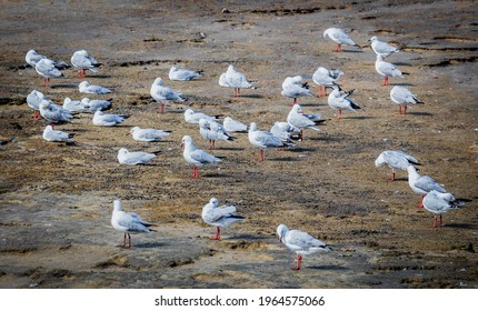 A Flock Of Seagulls At Cairns Marina