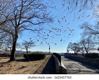 Flock Of Seagulls In Carl Schurz Park New York.