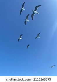 A Flock Of Seagulls Circles Overhead. The Birds Are Flying.