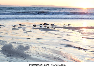 Flock of seagulls dancing in the waves during sunset at the beach.  