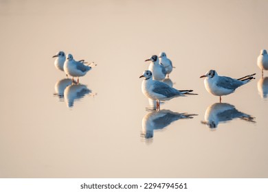 Flock of Seagulls, The European herring gull, swims on the calm lake shore in sunset. Seagulls swim and stand in the water on the lake shore