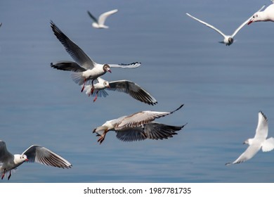 Flock Of Seagulls Fighting For Food