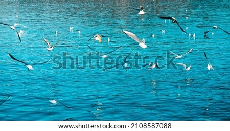 Flock of seagulls in flight. Waterfowl flying above the water.