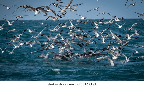 A flock of seagulls flying above the sea surface to catch food - Powered by Shutterstock