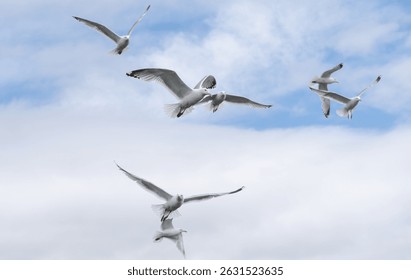 Una bandada de gaviotas volando caóticamente contra una nube llenó el cielo azul. 