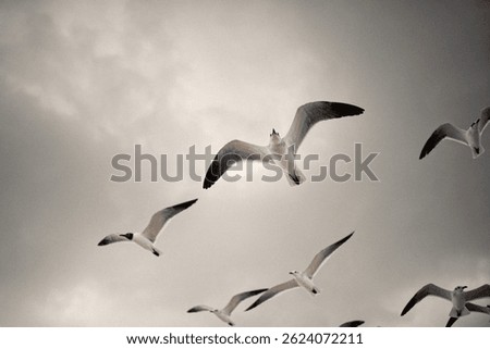 Flock of seagulls flying in dramatic cloudy sky.