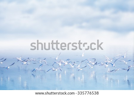 Flock of seagulls flying over lake, reflection of birds on water surface