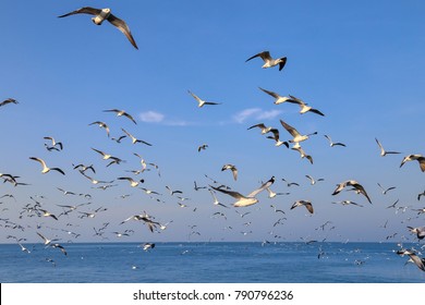 25,816 Bird flying over ocean Images, Stock Photos & Vectors | Shutterstock