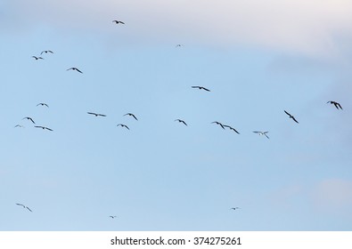A flock of seagulls flying in the sky - Shutterstock ID 374275261