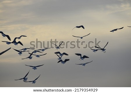 Flock of seagulls flying in the sky