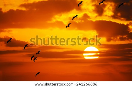 flock of seagulls flying in the sun at sunset