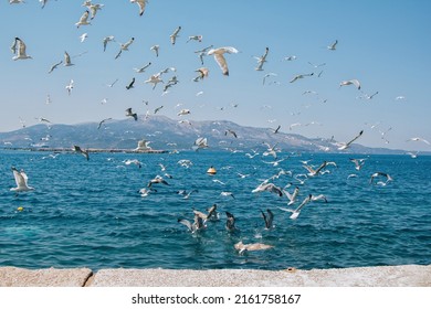 A flock of seagulls flying under seawater catching fish. Seascape with birds and mountains on the horizon.  - Powered by Shutterstock